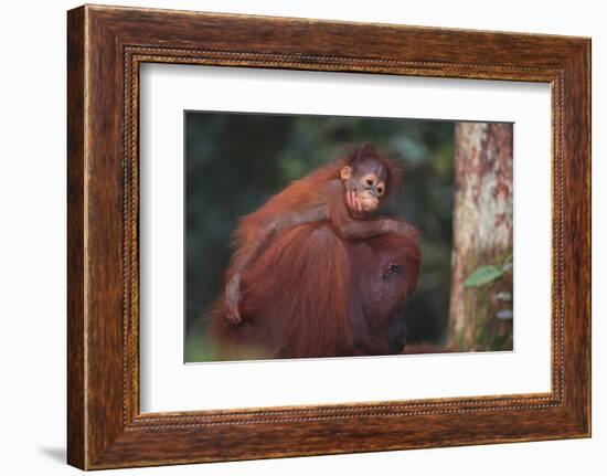 Orangutan and Baby-DLILLC-Framed Photographic Print