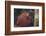 Orangutan and Baby-DLILLC-Framed Photographic Print