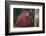 Orangutan and Baby-DLILLC-Framed Photographic Print