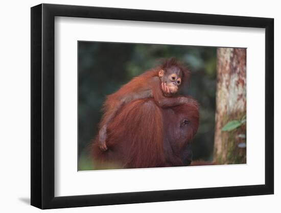 Orangutan and Baby-DLILLC-Framed Photographic Print