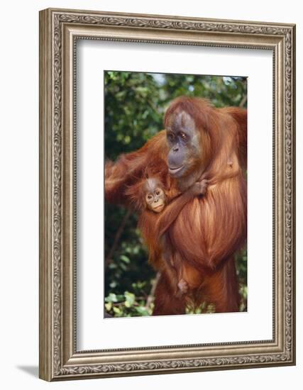 Orangutan and Baby-DLILLC-Framed Photographic Print