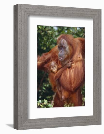 Orangutan and Baby-DLILLC-Framed Photographic Print