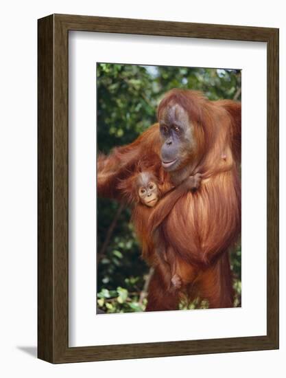 Orangutan and Baby-DLILLC-Framed Photographic Print