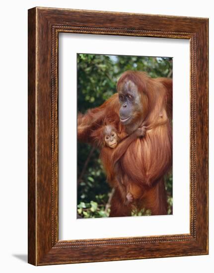 Orangutan and Baby-DLILLC-Framed Photographic Print