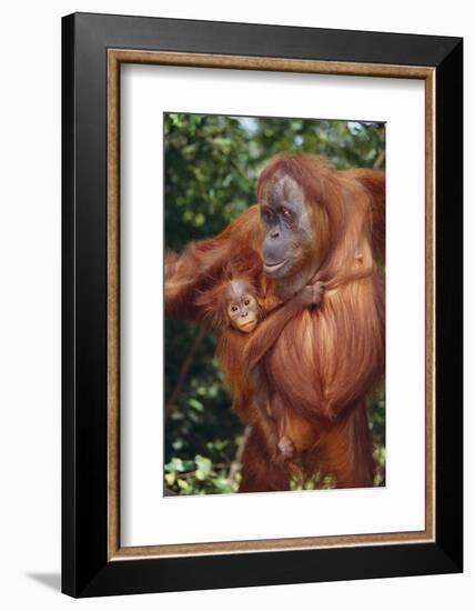 Orangutan and Baby-DLILLC-Framed Photographic Print