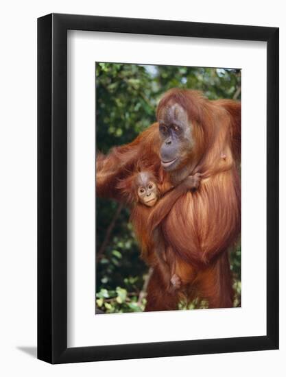 Orangutan and Baby-DLILLC-Framed Photographic Print