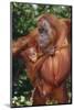 Orangutan and Baby-DLILLC-Mounted Photographic Print