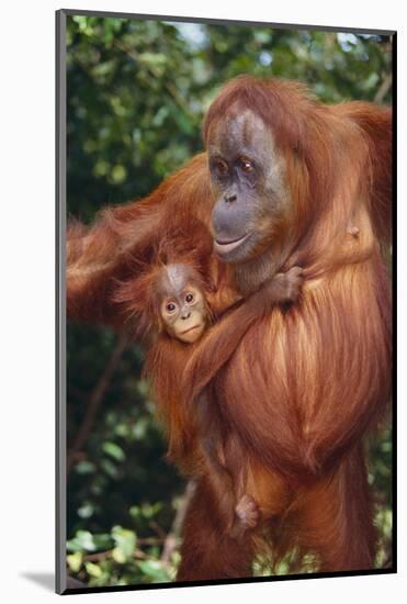 Orangutan and Baby-DLILLC-Mounted Photographic Print