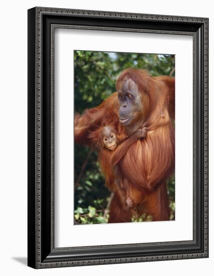 Orangutan and Baby-DLILLC-Framed Photographic Print