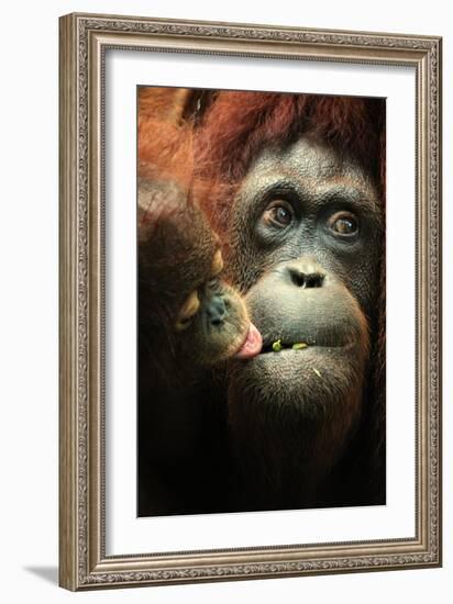 Orangutan and Baby-Lantern Press-Framed Art Print