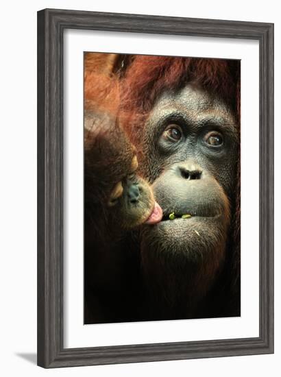 Orangutan and Baby-Lantern Press-Framed Art Print