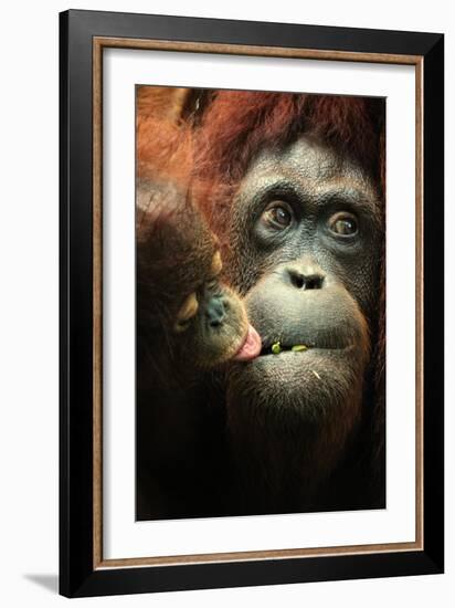 Orangutan and Baby-Lantern Press-Framed Art Print