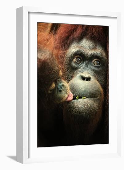 Orangutan and Baby-Lantern Press-Framed Art Print