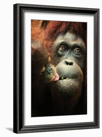 Orangutan and Baby-Lantern Press-Framed Art Print