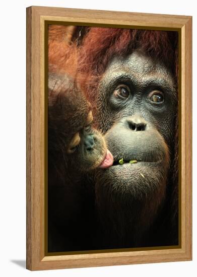 Orangutan and Baby-Lantern Press-Framed Stretched Canvas