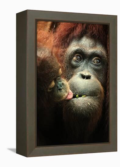 Orangutan and Baby-Lantern Press-Framed Stretched Canvas