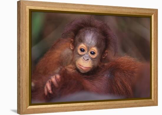 Orangutan Baby on Parent's Back-DLILLC-Framed Premier Image Canvas