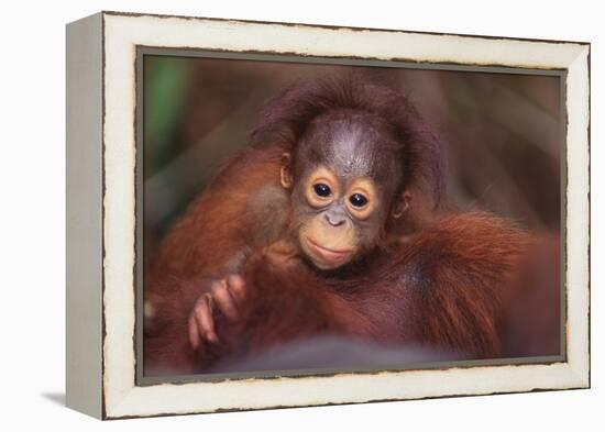 Orangutan Baby on Parent's Back-DLILLC-Framed Premier Image Canvas