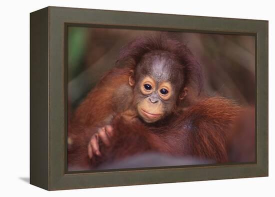 Orangutan Baby on Parent's Back-DLILLC-Framed Premier Image Canvas