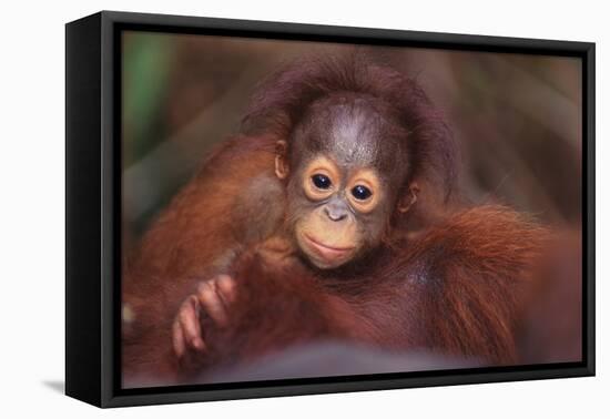 Orangutan Baby on Parent's Back-DLILLC-Framed Premier Image Canvas