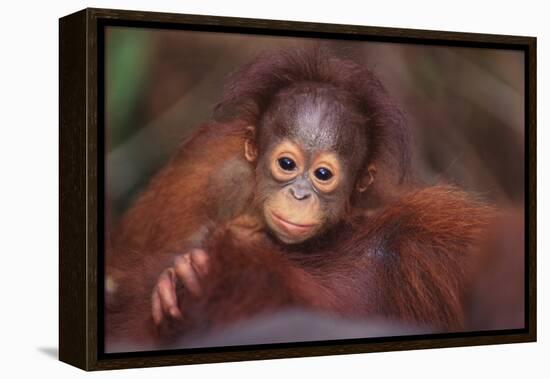 Orangutan Baby on Parent's Back-DLILLC-Framed Premier Image Canvas