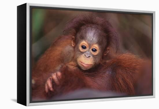 Orangutan Baby on Parent's Back-DLILLC-Framed Premier Image Canvas