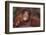 Orangutan Baby on Parent's Back-DLILLC-Framed Photographic Print