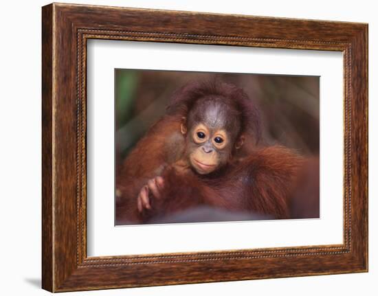 Orangutan Baby on Parent's Back-DLILLC-Framed Photographic Print
