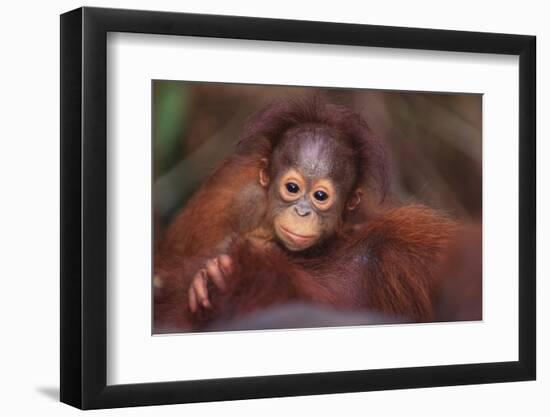 Orangutan Baby on Parent's Back-DLILLC-Framed Photographic Print