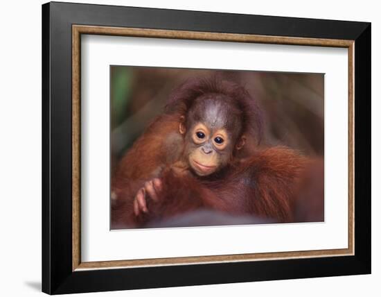 Orangutan Baby on Parent's Back-DLILLC-Framed Photographic Print