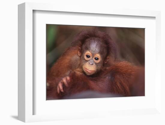 Orangutan Baby on Parent's Back-DLILLC-Framed Photographic Print