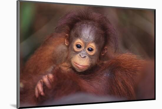 Orangutan Baby on Parent's Back-DLILLC-Mounted Photographic Print