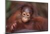 Orangutan Baby on Parent's Back-DLILLC-Mounted Photographic Print