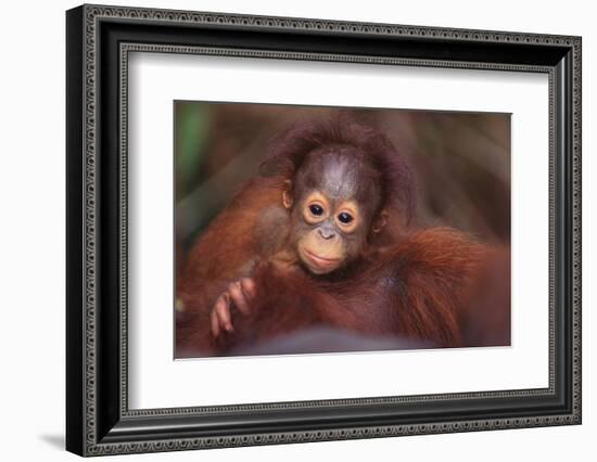 Orangutan Baby on Parent's Back-DLILLC-Framed Photographic Print