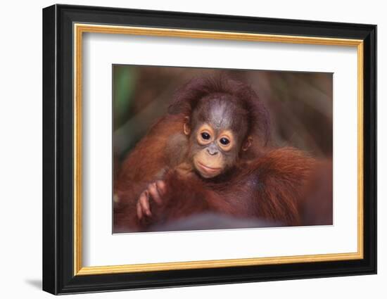 Orangutan Baby on Parent's Back-DLILLC-Framed Photographic Print