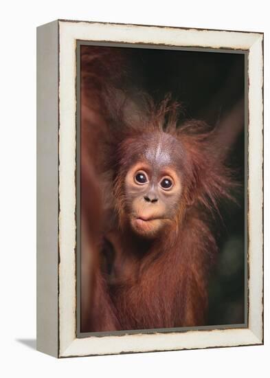 Orangutan Baby-DLILLC-Framed Premier Image Canvas