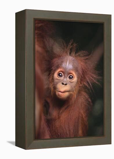 Orangutan Baby-DLILLC-Framed Premier Image Canvas