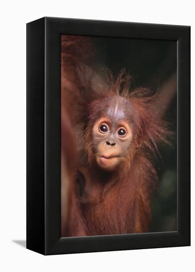 Orangutan Baby-DLILLC-Framed Premier Image Canvas