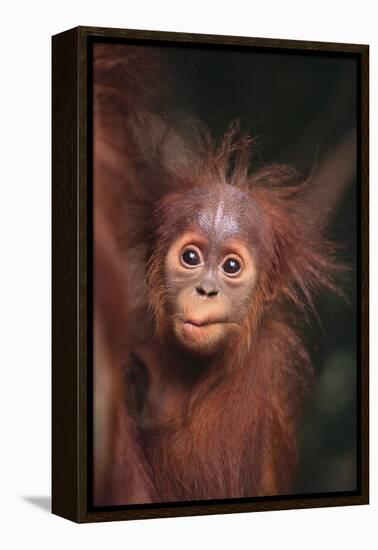 Orangutan Baby-DLILLC-Framed Premier Image Canvas