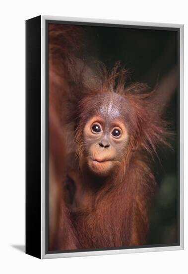 Orangutan Baby-DLILLC-Framed Premier Image Canvas