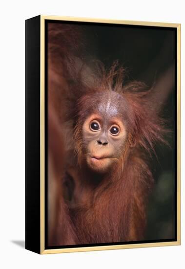 Orangutan Baby-DLILLC-Framed Premier Image Canvas