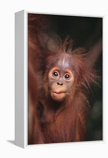 Orangutan Baby-DLILLC-Framed Premier Image Canvas