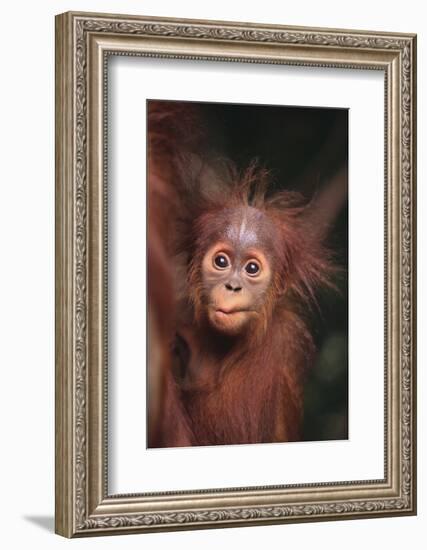 Orangutan Baby-DLILLC-Framed Photographic Print