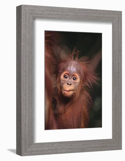 Orangutan Baby-DLILLC-Framed Photographic Print