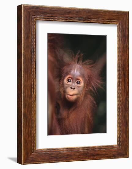 Orangutan Baby-DLILLC-Framed Photographic Print