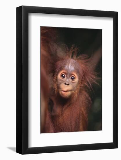 Orangutan Baby-DLILLC-Framed Photographic Print