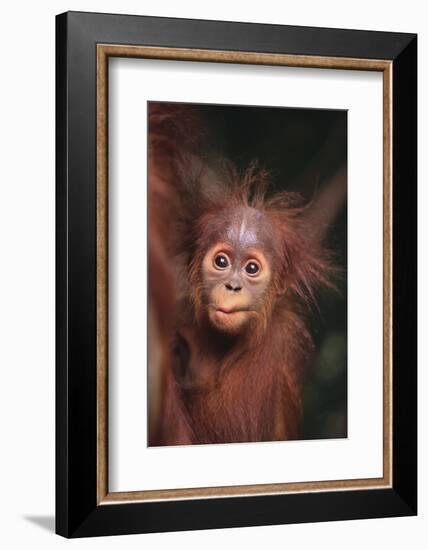 Orangutan Baby-DLILLC-Framed Photographic Print