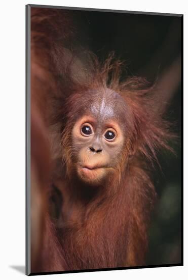 Orangutan Baby-DLILLC-Mounted Photographic Print