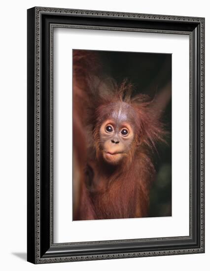 Orangutan Baby-DLILLC-Framed Photographic Print