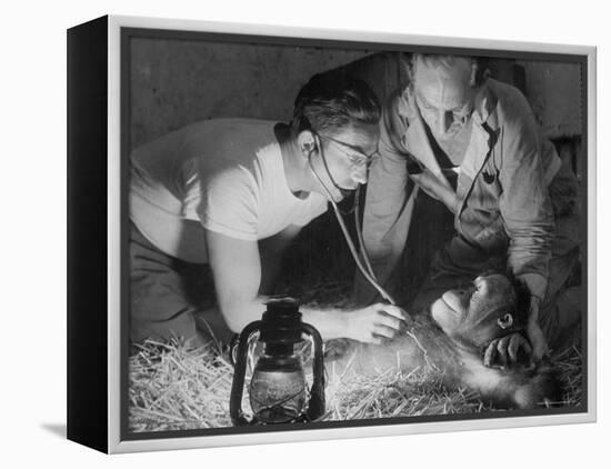 Orangutan Being Treated by Circus Veterinarian-Francis Miller-Framed Premier Image Canvas